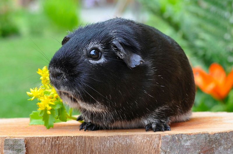 image 2049 1451985316 guinea-pig-500236 | droidwalls