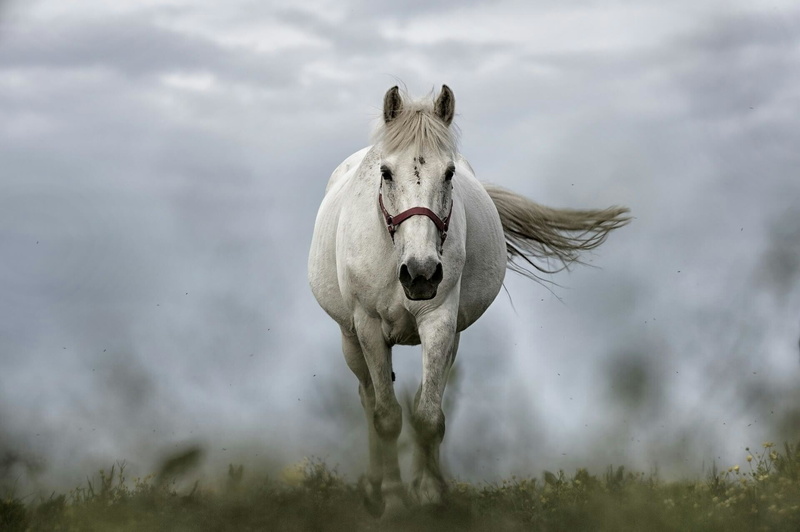 image_3601_1453550426_white-horse-1136093_1920.jpg