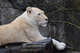 Lions