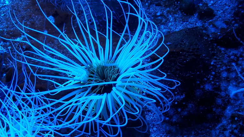 sea-anemone-1871508_1920.jpg