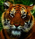 tiger-703871