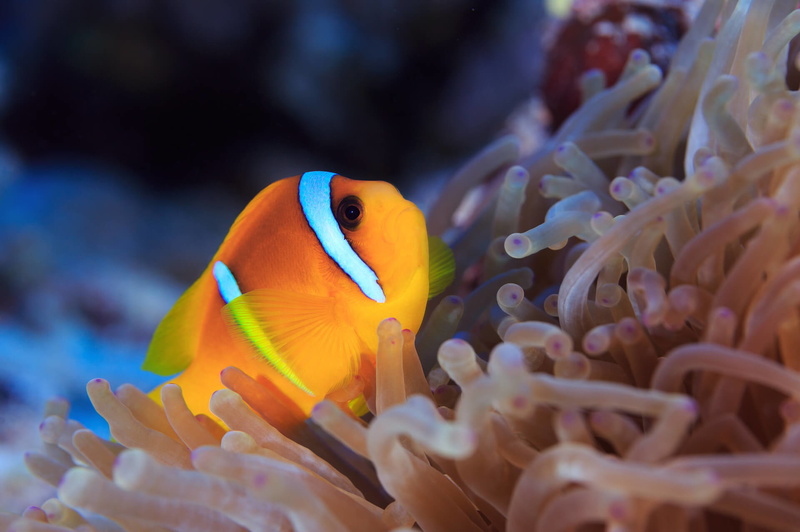 clown-fish-2276190_1920.jpg