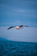 alain-rieder-644764-unsplash