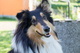collie-3807502 1920