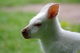 kangaroo-3843329 1920