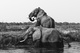 florian-van-duyn-267371-unsplash