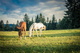 nikola-knezevic-mm9 sszoORE-unsplash