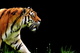 tiger-2320819 1920