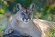 mountain-lion-1577644 1920