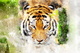 lion-3130426 1920