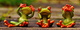 frogs-1274769 1920