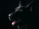 dog-5519360 1920