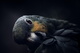 bird-7250976 1920