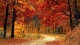 Autumn002340005