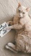 Cats0010