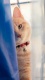 Cats0011