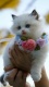 Cats0012