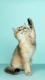 Cats0013