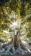 Fantasy0035