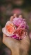 Flowers0038