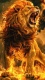 Golden0032
