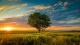 Nature0026