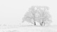 Snow0008