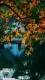 Autumn0002