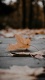 Autumn0004