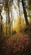 Autumn0010