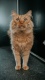 Cats0002