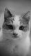 Cats0003