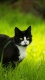 Cats0004