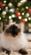 Cats0005