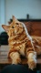 Cats0007