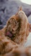Cats0008