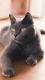 Cats0009