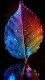 Colorfull0020