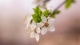 Flowers H0003