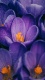 Flowers0017