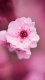 Flowers0023