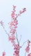Flowers0028