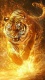 Golden0027
