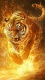 Lion0008