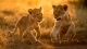 Lion H0004