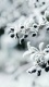 Snow V0019