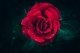 rose-9059411 1920