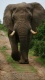 Animle0005