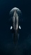 A0011