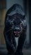 Animal0008